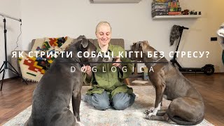 видео: Як стригти собаці кігті без стресу? картинка: Як стригти собаці кігті без стресу?