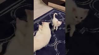 قطة بيضاء جميلة مع أولادها🐈|هجين شيرازي بلدي