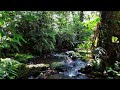 River Sounds for Stress Relief & Sleep Instantly – Calm Water Stream Over Mossy Stones in the Forest