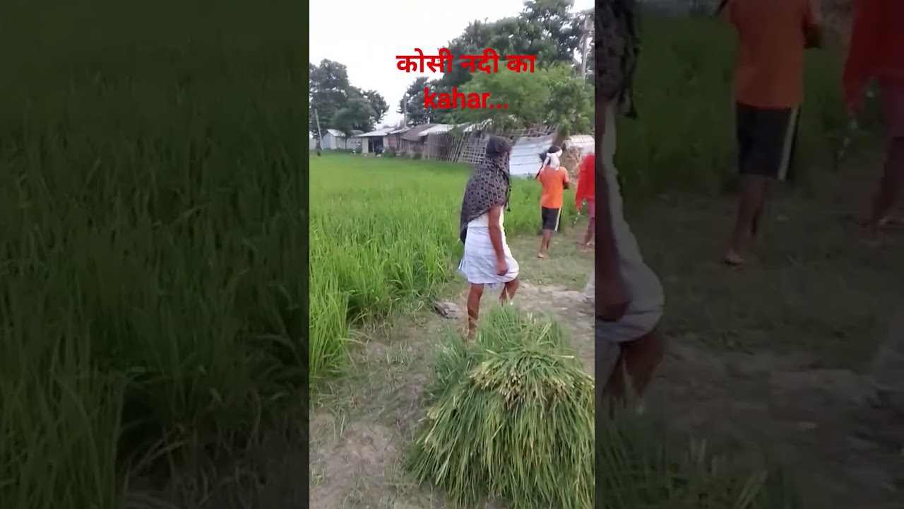 koshi nadi saharsa, Bihar.. 