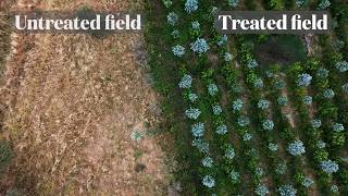 What If Our Farms Were Forests? - The Syntropic Agriculture Revolution