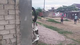 Pitbull Pit Bull Ameribully