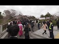 【4K】Sakura viewing around Budokan and Yаsukuni shrine