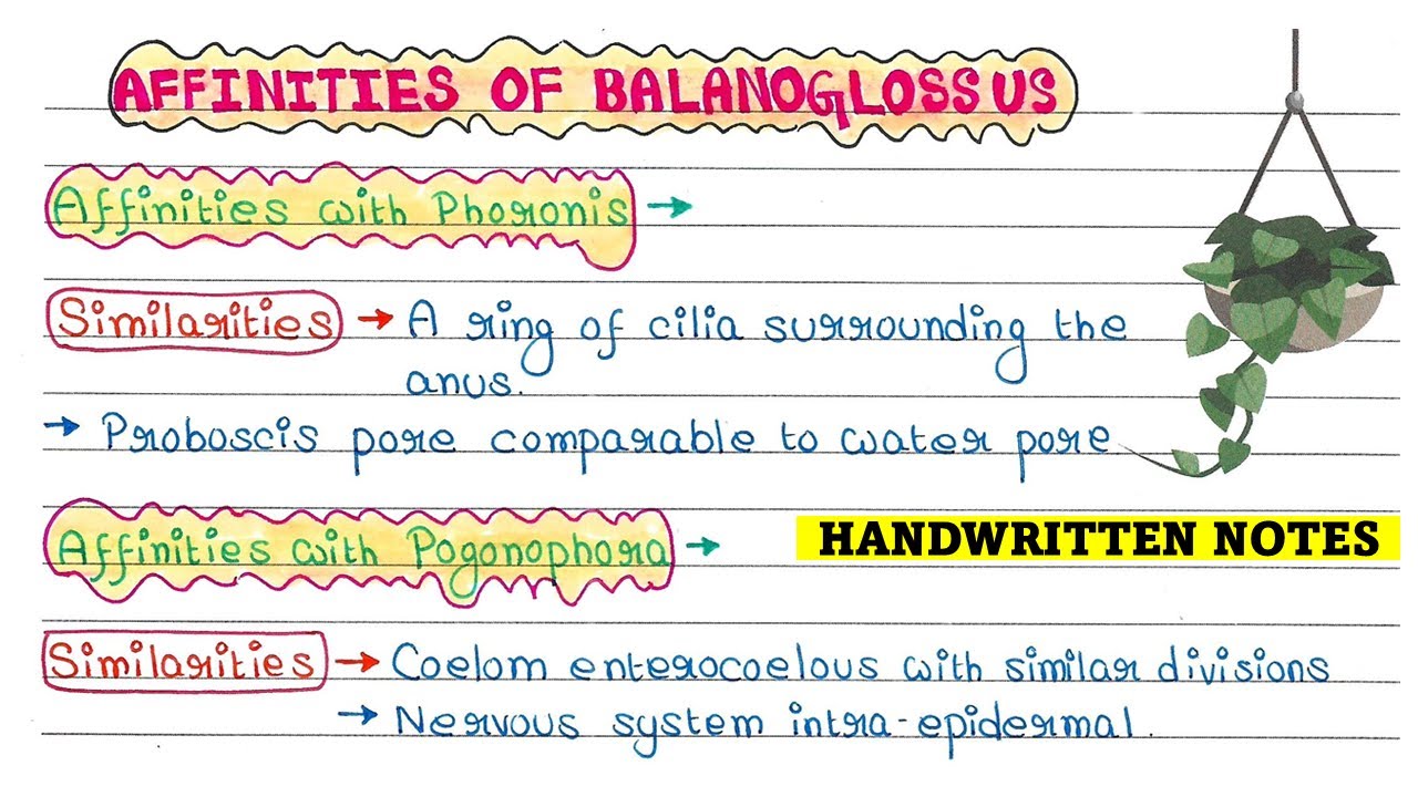 Сходства Balanoglossus