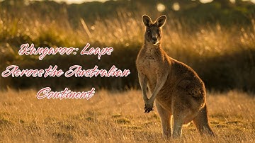 Kangaroo | Leaps Across the Australian Continent