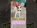 「ウルトラソウル」の「ヘイ！」が言えるサーカス犬