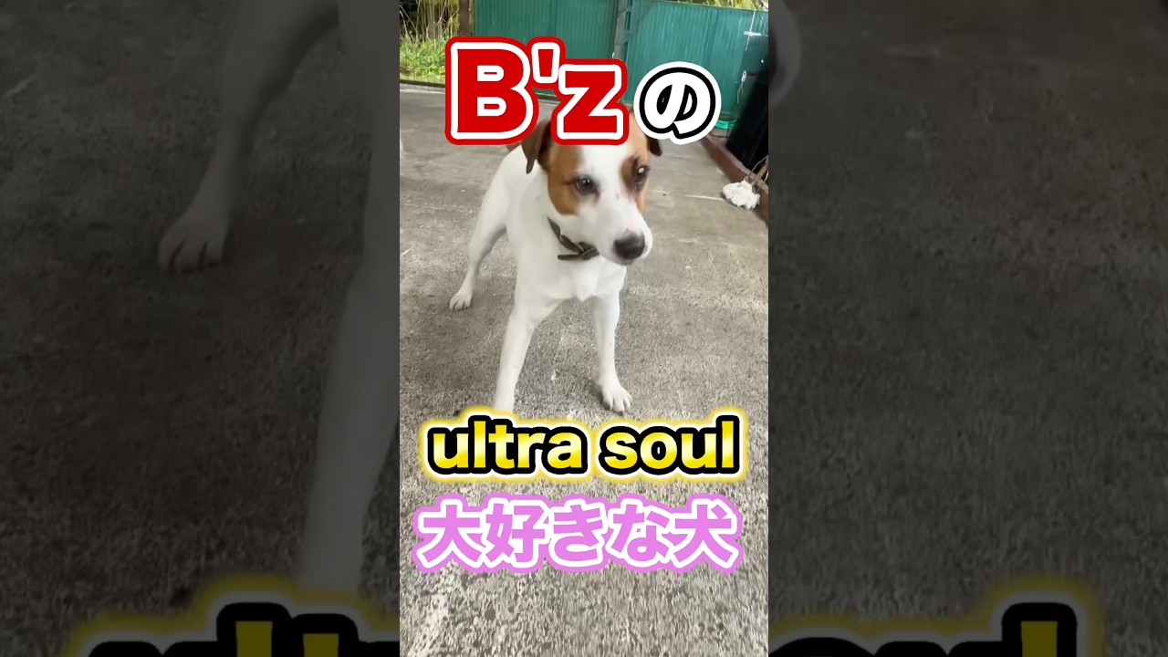 「ウルトラソウル」の「ヘイ！」が言えるサーカス犬