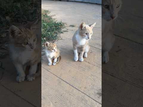 Like Mother Like Daughter 🐱