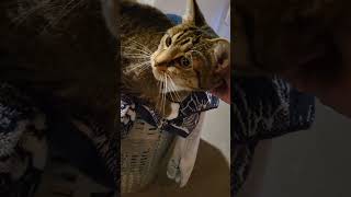 Clyde loves to help with household chores. 😊 #clyde #clydethecat #laundryhelp #socute #petcats