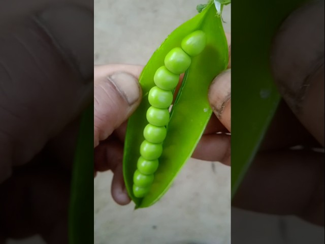Relaxing Green Peas Opening #relaxing #asmr #short