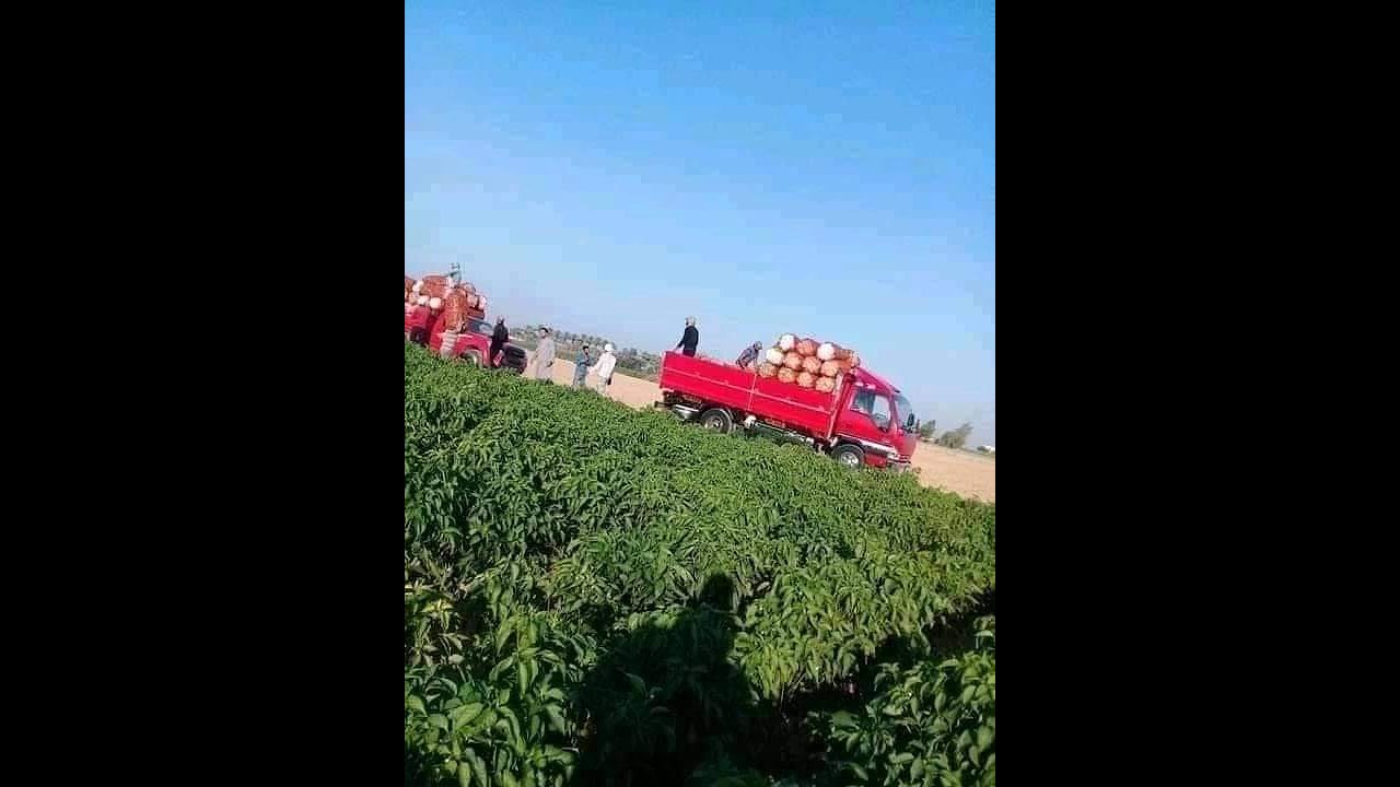 لو هتيجى تشترى فى الواحات البحريه لازم تقابل الكائنات دى