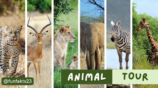 Wild Wonders: Exploring the Extraordinary Lives of Animals 🦁🐘🐬