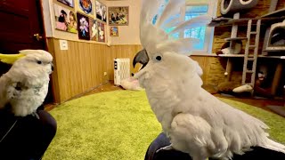 Кешка устроил истерику, когда услышал что новые малыши скоро погибнут😭