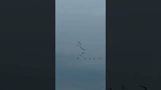 Birds migrate #birds #fly #sky #nature #naturelovers #shorts #shortvideo