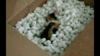 Sylvia Searches for the Truth! (In a Box of Peanuts)