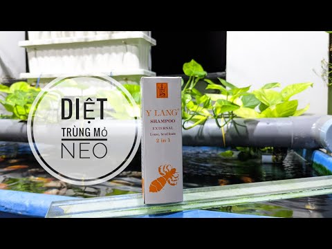 Video Fish 59: Diệt trùng mỏ neo/rận nước bằng dầu gội đầu Y... - youtube