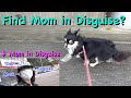 Can Vanilla Really Find Mom in Disguise ?/チワワのバニラは変装したママを見つけることができるか?