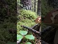 Beautiful porcini mushrooms #porcini #wildmushrooms #nature #boletus #youtubeshorts #shorts #fungi