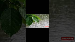 "Nature’s lullaby: rain falling on fresh green leaves 🍃🎧" #asmr