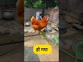 हो गया 😂 #funny #comedy #shilpisaroja #funnyvideos #murga #thetharpuns