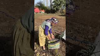 Kalanları Dayım Toplasın