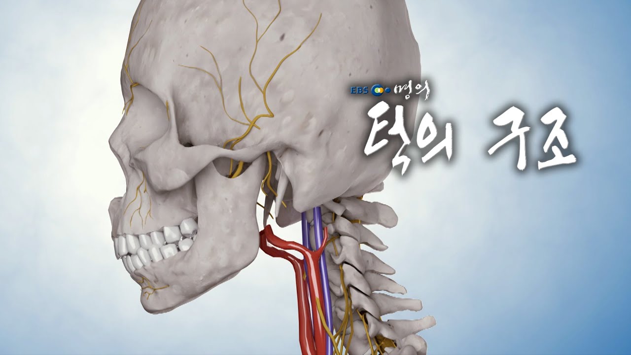 [명의 의학백과📖] 턱의 구조 - YouTube