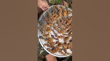 1 ký củ sâm chất lượng ở trên mâm e bao kiểm định chuẩn sâm Zalo 0377965679 e Nguyệt nhé