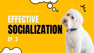 Effective Socialization | Podcast Ep. 3 by BAXTER & Bella The Online Puppy School! 406 views 10 months ago 8 minutes, 5 seconds