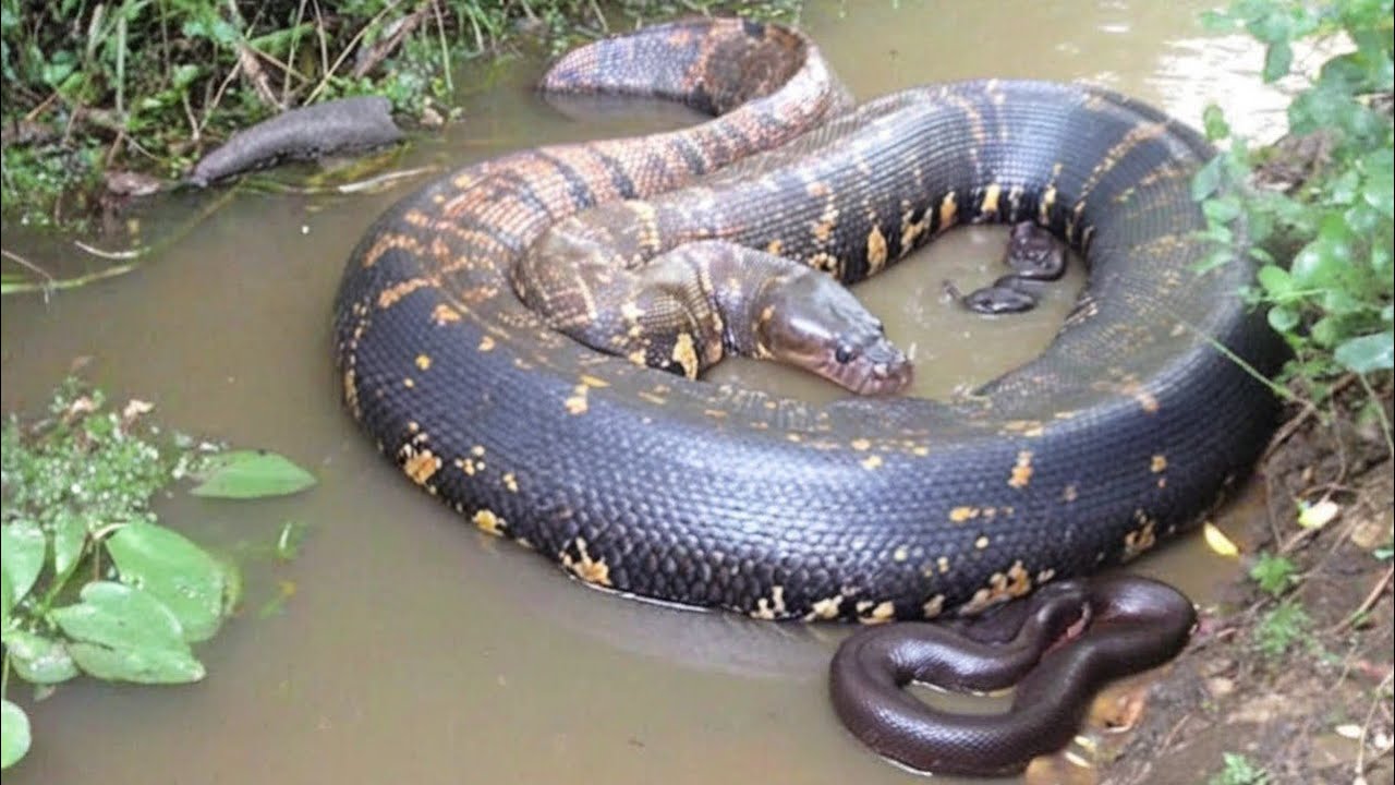 Зелёная анаконда: безмолвный гигант водно-болотных угодий