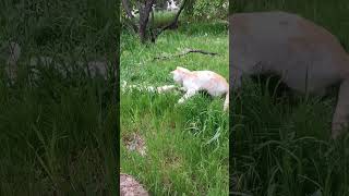 #cats #prettycat