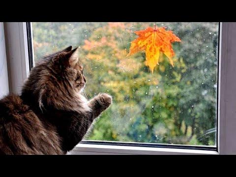 До свидания лето пугачева. До свидания лето до свидания пугачева. Песня досвидание лето досвидание пугачева слушать. Песня досвидание лето досвидание пугачева слушать. Песня досвидание лето досвидание пугачева слушать.