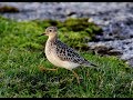 Buff-breasted Sandpiper