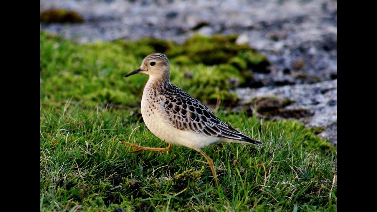 Buff-breasted Sandpiper 