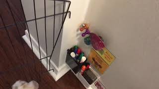 Rabbit Opens Door To Escape ... Or Does He Just Prefer It Open