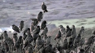 Starlings Coming To Roost - Starling Murmuration in Cornwall UK