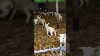 Cempe Texel Fullblood