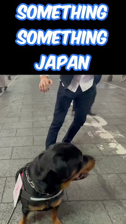 Huge Rottweiler in Tokyo. Pet or run? #shorts #dog #tokyo #somethingjapan