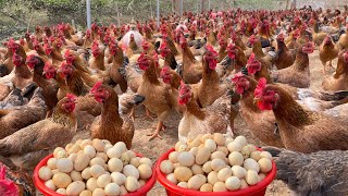 Chicken farm - Raising chickens in the countryside for profit - Farm work