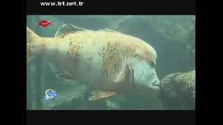 TRT HD - 01/12/2011 - Wednesday