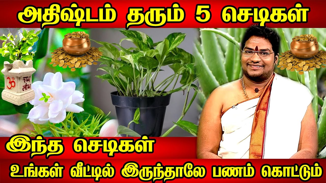 பணத்தை ஈர்க்கும் 5 அதிர்ஷ்ட செடிகள் வீட்டில் இருந்தால் பணம் மலைபோல் குவியும் | lucky plants tamil