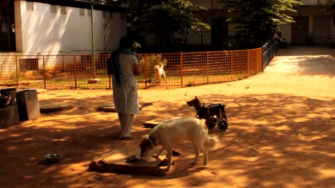 cupa large animal rescue centre