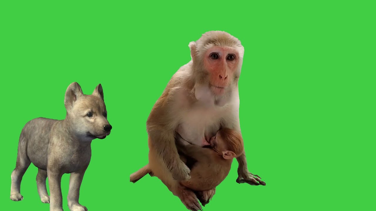 MANKEYS GREEN SCREEN VIDEO FREE
