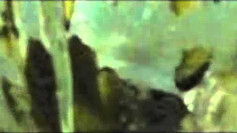 pickle in a blender.m4v