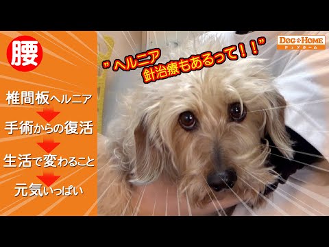 おしゃべりトリマー：【カニーヘンワイヤーヘアードダックスフンド】椎間板ヘルニア・手術・針・腰の負担・生活改善【ライトくんのシャンプー編】　୨୧∵トリミング サロン DOG HOME ドッグホーム∵୨୧
