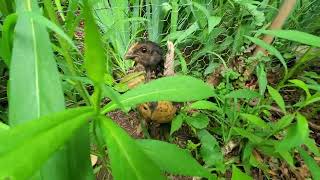 New hatchling chicken update pt2 These born last week April 2024