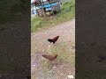 #jalan2 bersama di pagi hari..