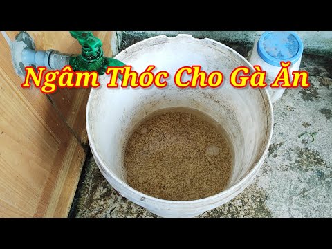 Video Cách Ngâm Thóc Cho Gà Ăn & Tác Dụng Của Thóc Ngâm Cho... - youtube