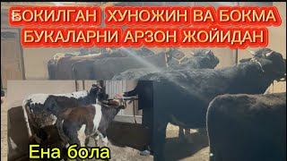 Ена Бола Ва Бокма Букаларни Ва Хунажинлар