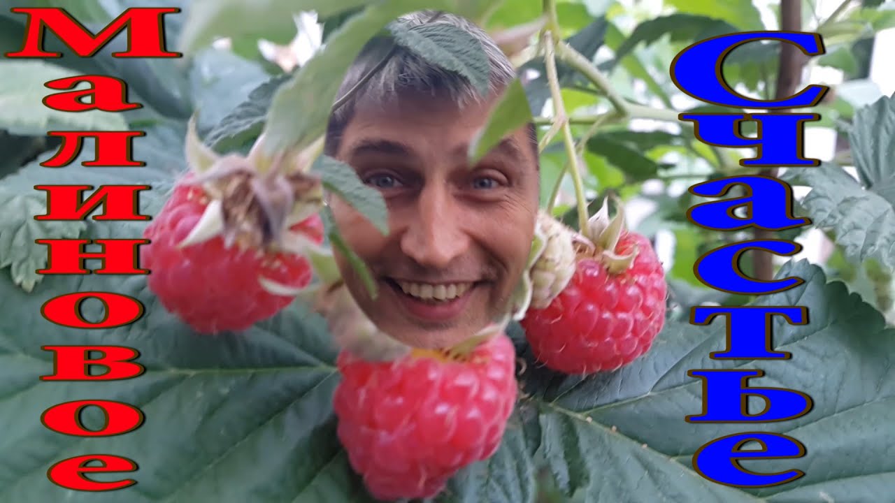 Обрезаем малину весной Обрезаем малину весной