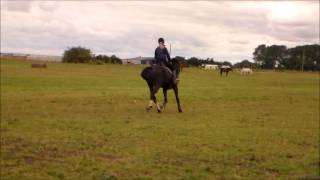 Archie Flatwork
